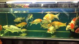 Cá Koi Nhật có thể nuôi chung với những loại cá gì?